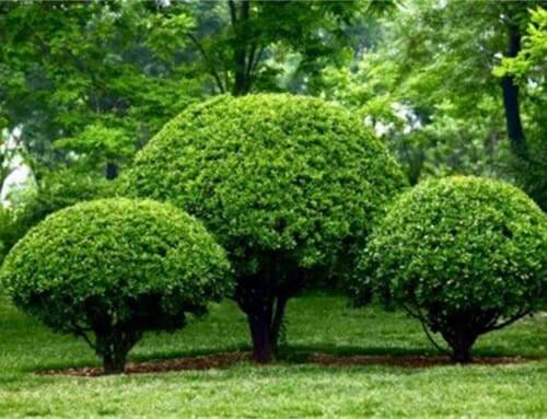 Growing Your Tree & Shrub Investments