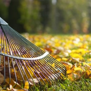 fall clean up for lawns